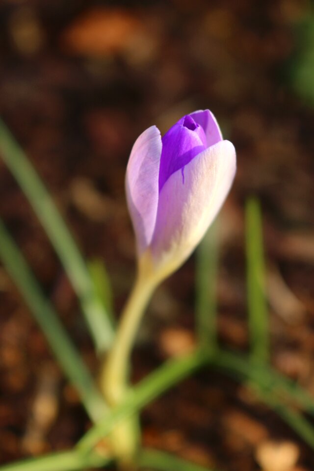 Spring early bloomer frühlingsanfang