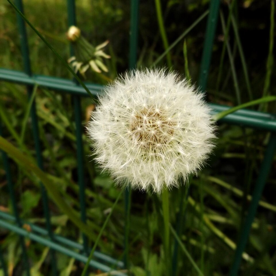 White green meadow