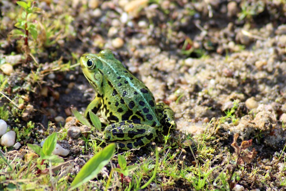 Frog amphibian green