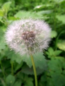 Dandelion flying seeds wild plant