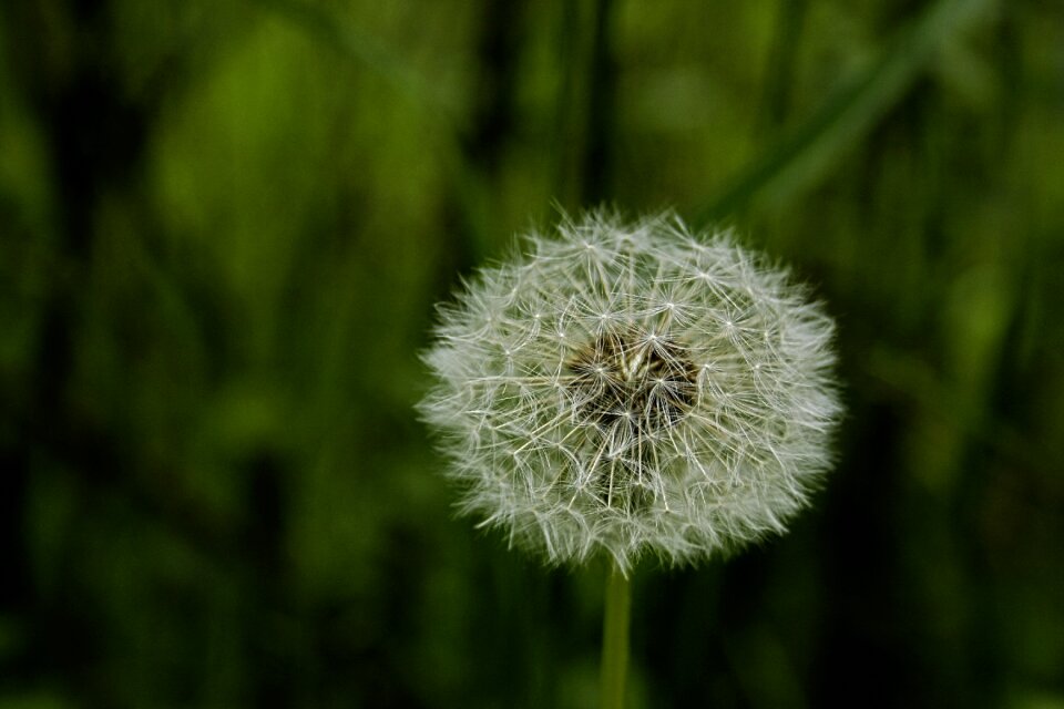 Green roadside plant