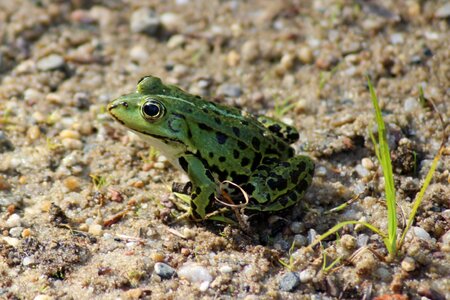 Frog amphibian green