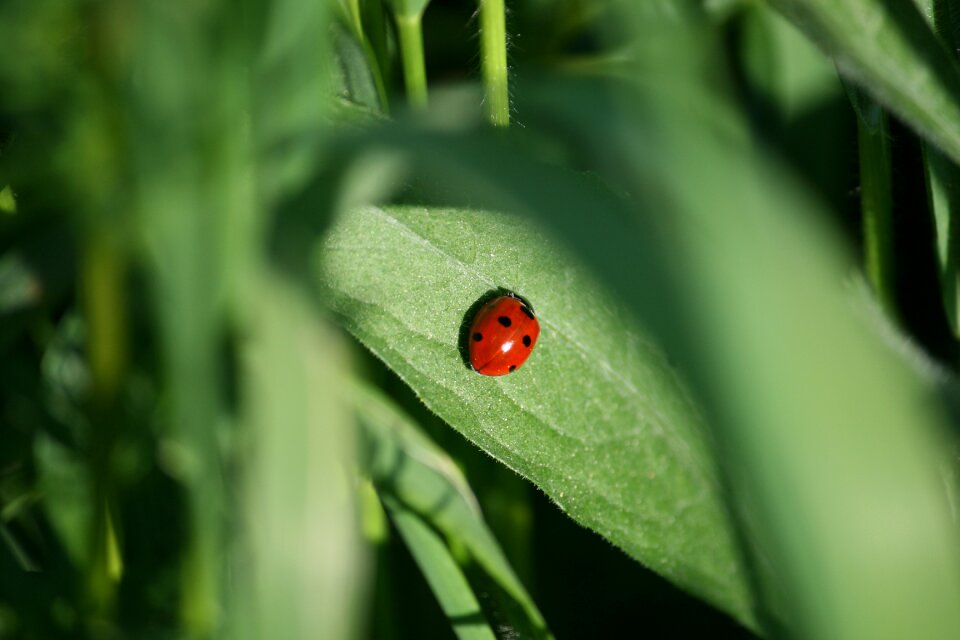 Beetle krabbeltier lucky ladybug