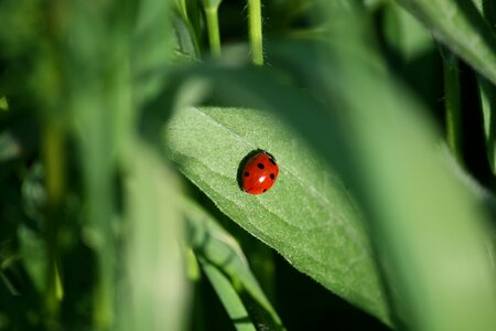 Beetle krabbeltier lucky ladybug