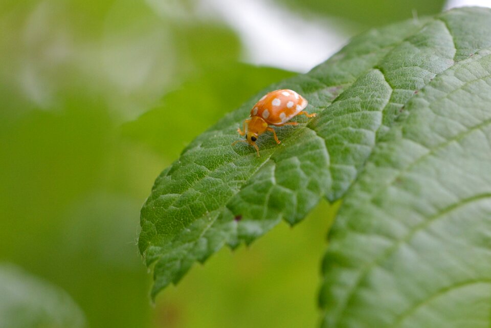 Green macro animal
