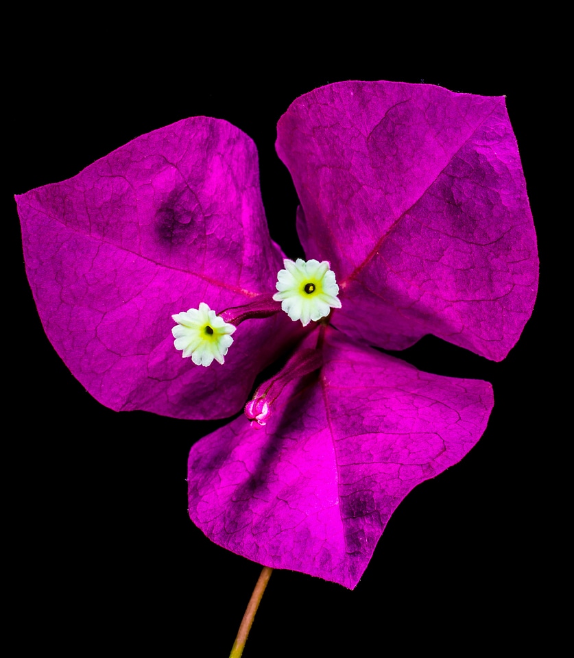 Bloom flower pink