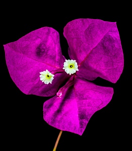 Bloom flower pink photo