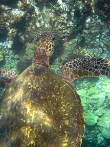 Reptile fin water photo