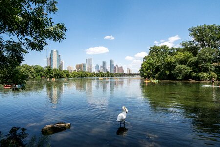 Ladybird town lake swan photo