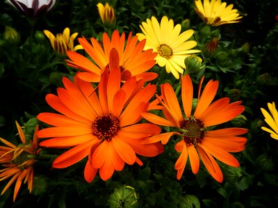 Garden summer colorful