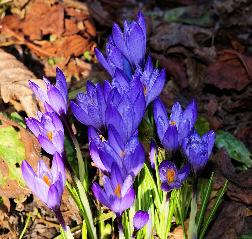 Flower purple bühen