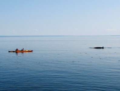 Marine watching kayaking photo