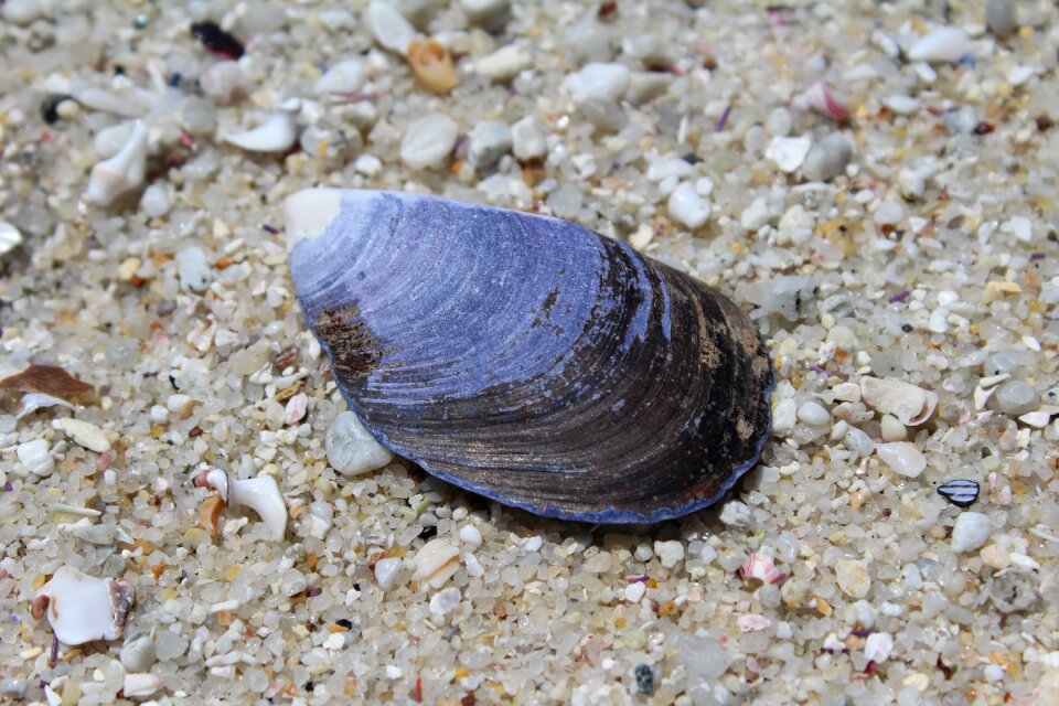 Beach sea