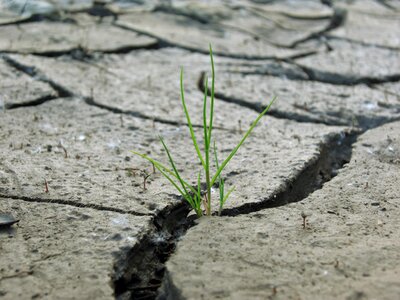 Green drought cracks photo