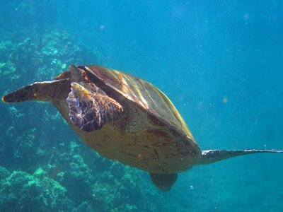 Reptile fin water photo