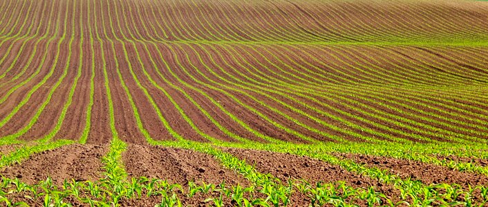 Brown sowing nature