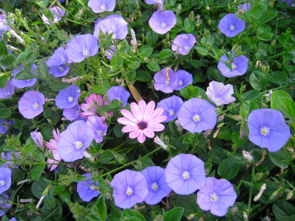 Pink sandy okinawa