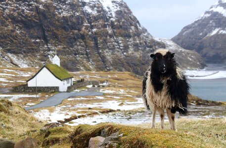 Foroyar faroe islands sheep
