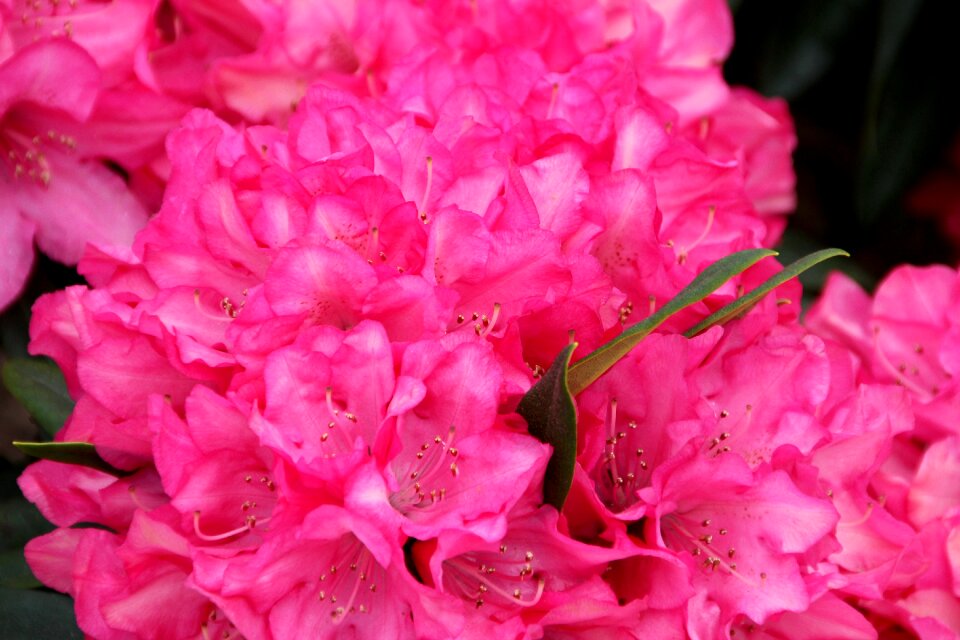 Shrub peony pink pentecost rosengewächs