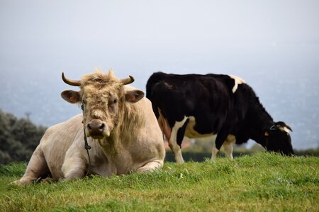 Cattle pasture photo