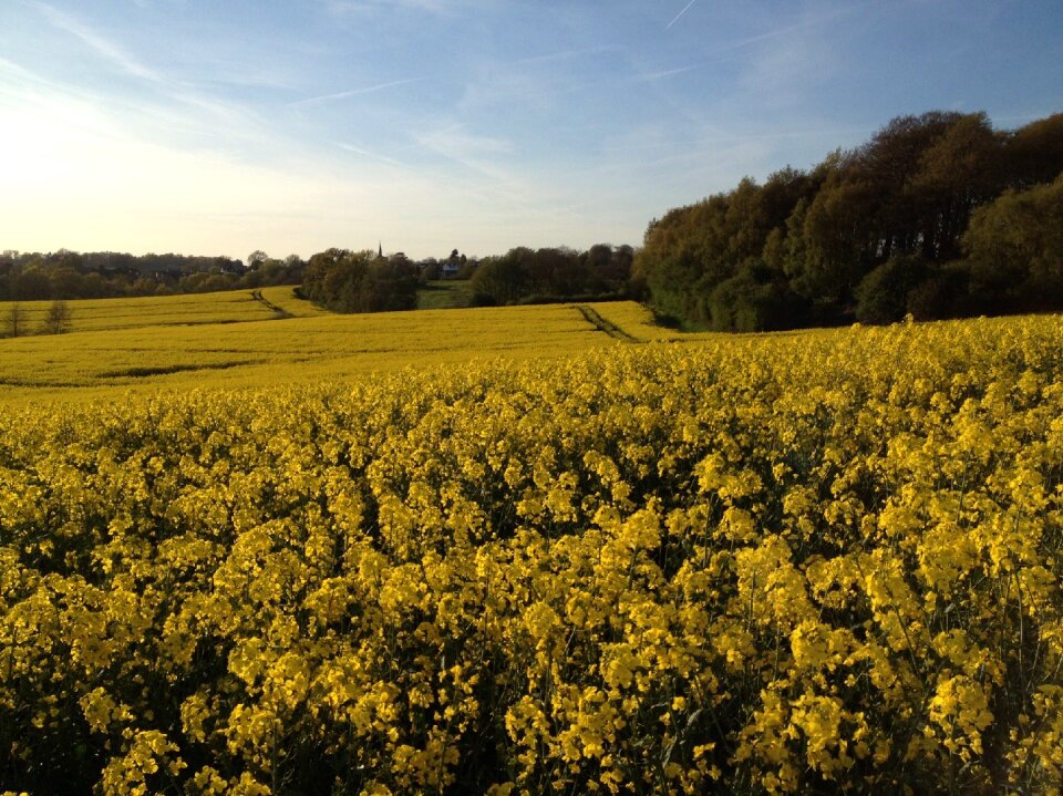 Yellow agriculture landscape