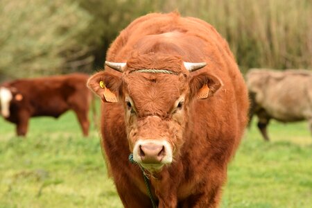 Animal farm animal pasture