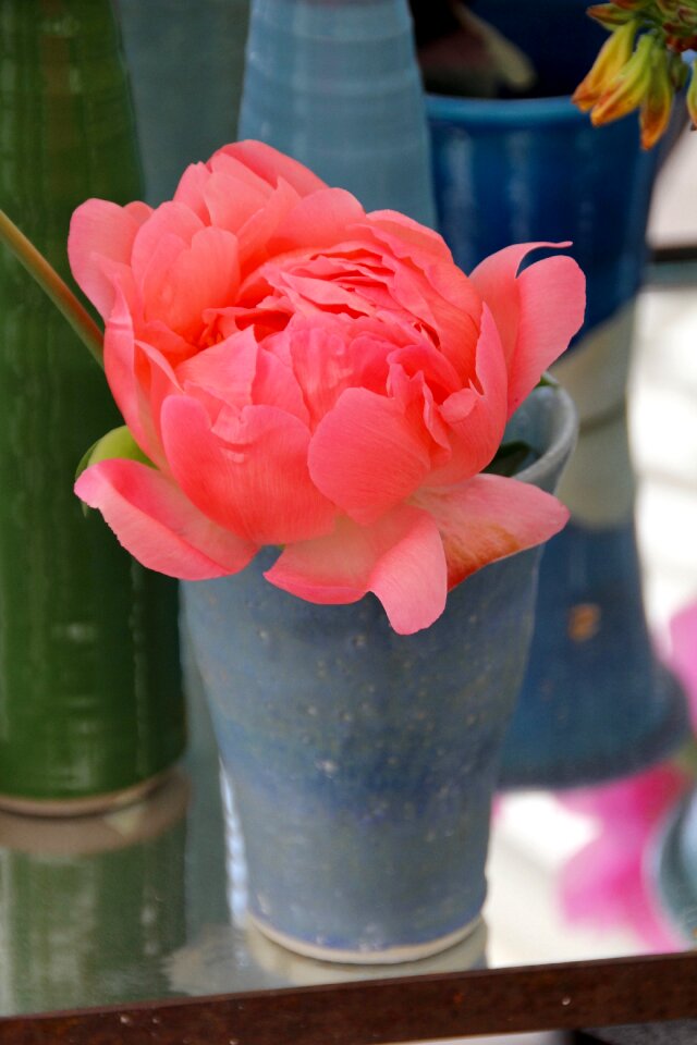 Bloom pink pentecost rosengewächs