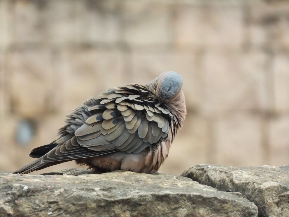 Animals nature wings