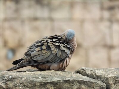 Animals nature wings photo