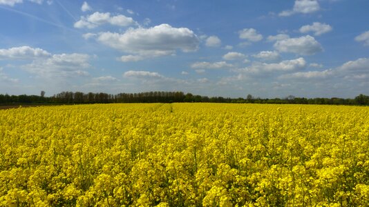 Yellow sky agriculture