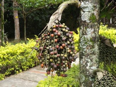 Flower nature fruits