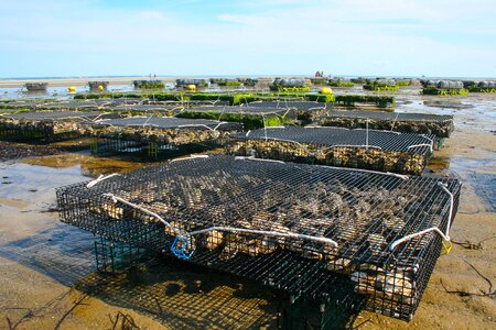 Oyster sea shell photo