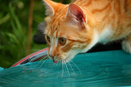 Red cat red mackerel tabby mackerel photo