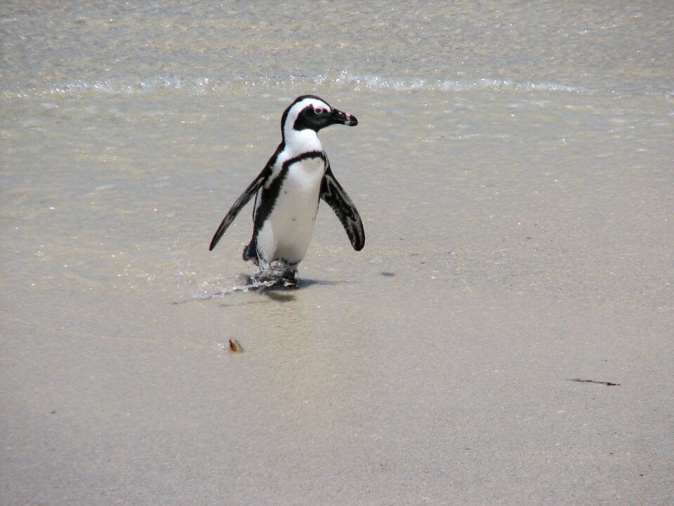 Ocean wildlife water