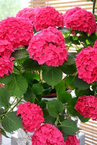 Hydrangea flower buds hydrangeas ball