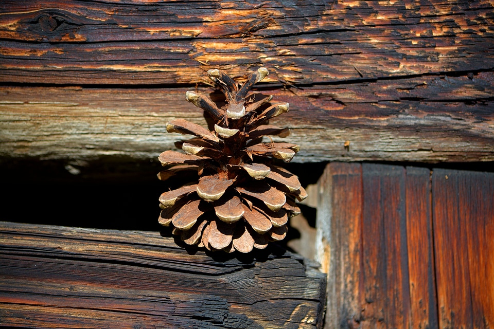 Pine cones wood brown