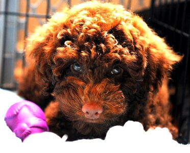 Dog cute puppy