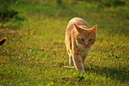 Red mackerel tabby red cat tiger cat photo