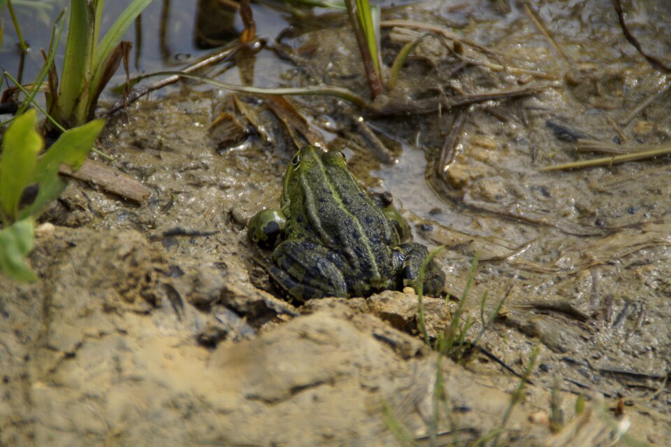 Moist lake quagmire