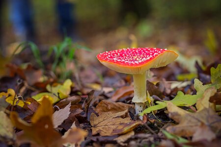Toxic forest mushroom red photo