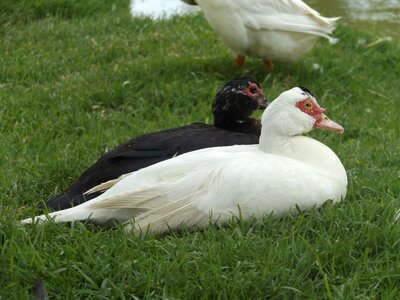 Ave animal birds