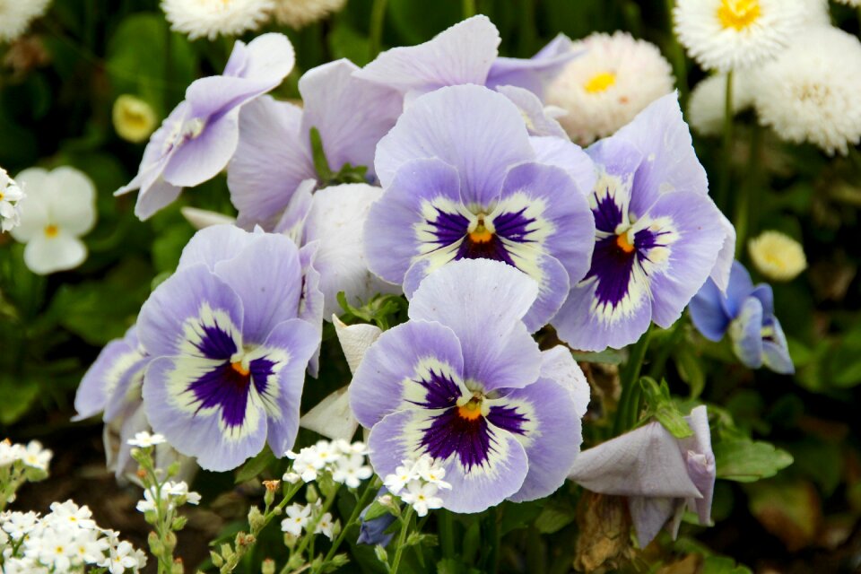 Pansy purple close up photo