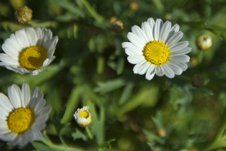 Meadow margerite of course white flowers