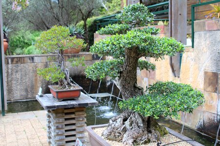 Trees japanese