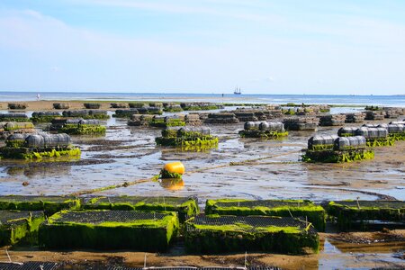 Oyster sea shell photo