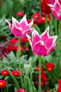 Jagged edge flowers pistil