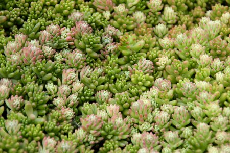 Evergreen desert plant thick sheet greenhouse