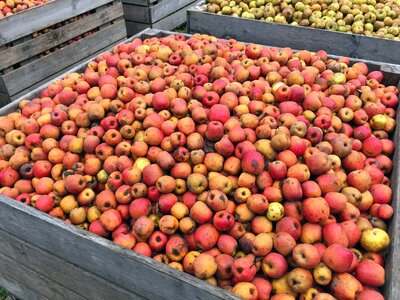 Harvest fruit tree fruit