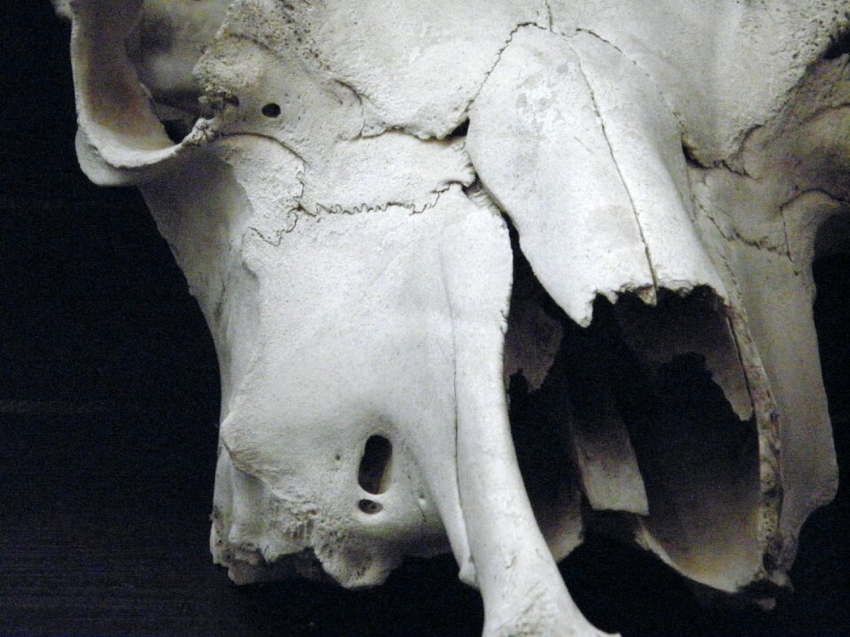 Black and white gray skull
