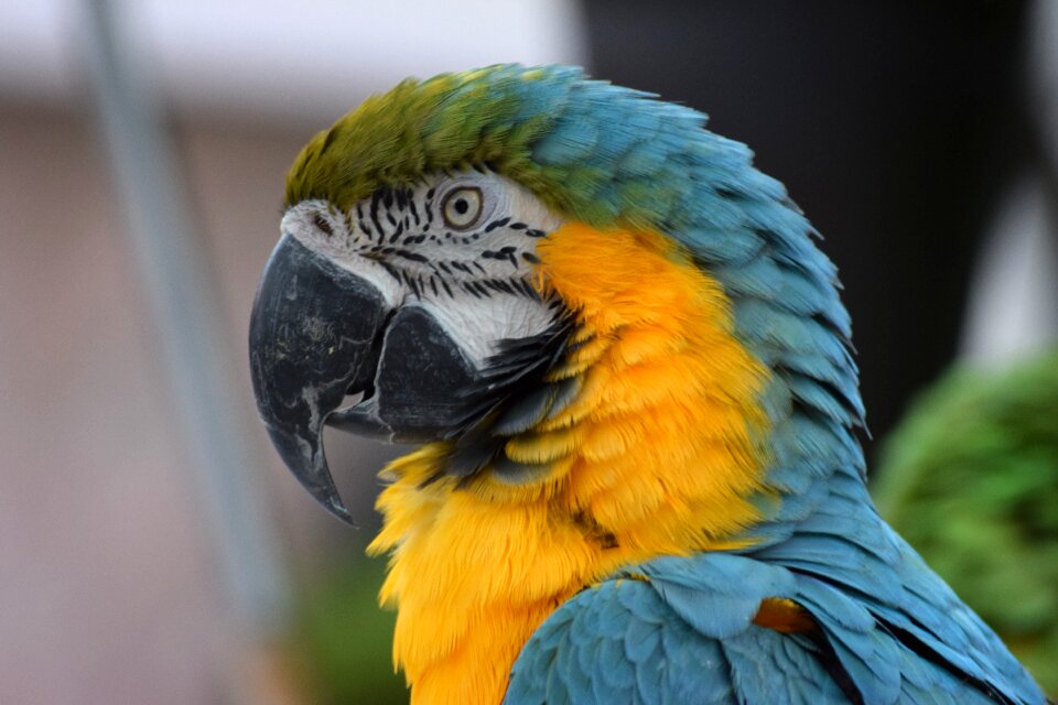 Bird colorful fauna